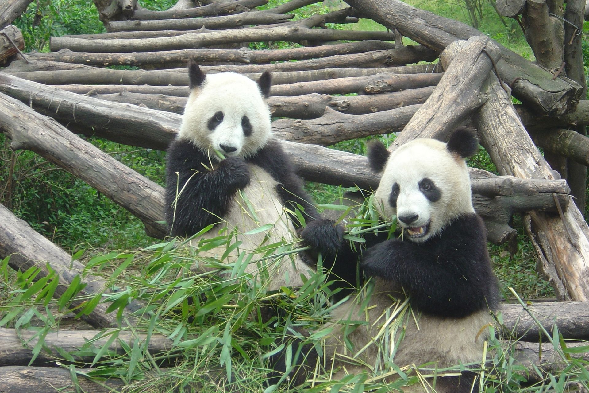 Chengdu private tour with Giant Pandas and Emei Mountain