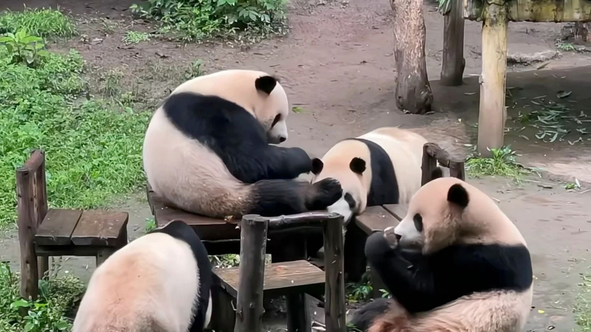Pandas